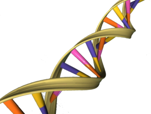 DNA Double Helix